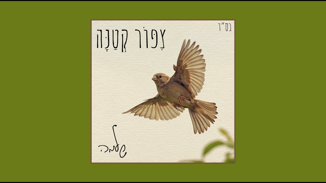 שלמה - צפור קטנה